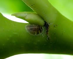 Image result for puklice na pokojových rostlinách obrázek