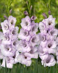 Pin On Fabulous Flowers Plants