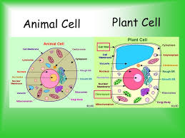 Maybe you would like to learn more about one of these? Animal And Plant Cell Diagram Inspirational Parts Of A Cell Ppt Video Online Animal Cell Plant And Animal Cells Plant Cell Diagram