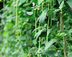 Image result for Vigna unguiculata