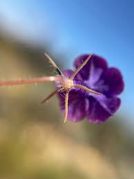 Image result for Monopsis