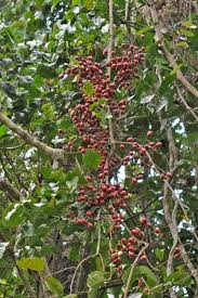 Image result for Gnetum