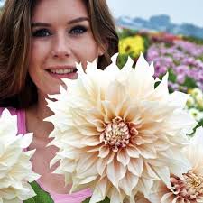 Dalia talerzowa Cafe au Lait rozmiar II 1 szt