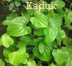Leaf, bracts, midrib, scallion, dracaena, leaf doors, lime leaves, gooseberries. Anim Agro Technology Daun Kaduk Tanam Dan Khasiat