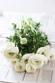 Mars 2012 Pretty Flowers Beautiful Flowers Planting Flowers
