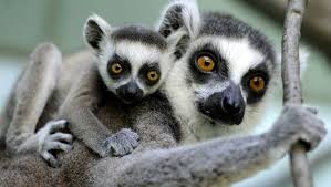 Pin On Wild Animals