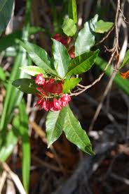 Image result for Dodonaea viscosa