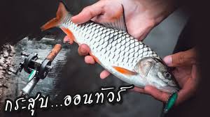 Tak tahu apa nama ikan tu! Thai Street Fishing Plus Youtube Channel Analytics And Report Powered By Noxinfluencer Mobile