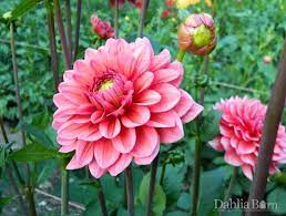 Daisy Duke Dahlia Barn Dahlia Flower Farm Dahlias Garden