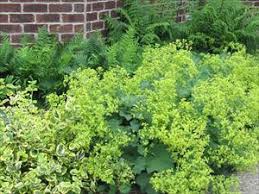 Image result for Alchemilla mollis