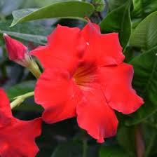 Image result for mandevilla obrázek