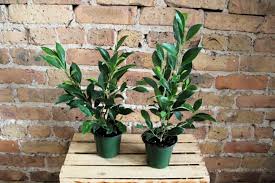 Image result for Ficus chirindensis