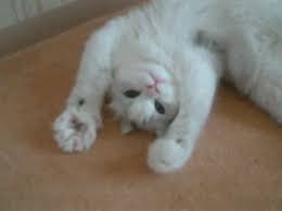 29 Gifs Of Happy Animals Living In Blissful Ignorance To Help You Cope With Election Aftermath Playbuzz Best Cat Gifs Funny Cat Videos Kittens Cutest