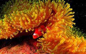 Hydra dan anemon laut berkembang biak dengan cara. Anemon Laut Berkembang Biak Dengan Cara Tema Android