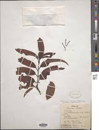 Image result for Globimetula mweroensis