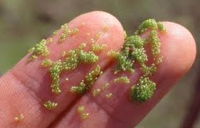 Image result for Wolffia