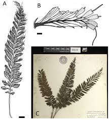 Image result for Crepidomanes inopinatum