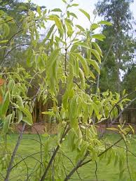 Image result for Thesium singulare