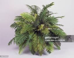 Image result for Blechnaceae