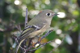 Maybe you would like to learn more about one of these? Birds Of Arizona Arizona State Parks
