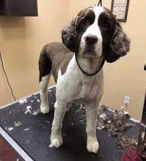 See more of brookview pet grooming on facebook. Royal Pet Grooming Brooklyn The Y Guide