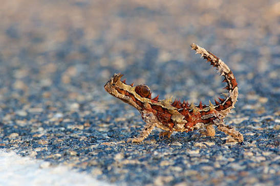 Wild Herps - Thorny Devil (Moloch horridus)