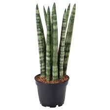 Image result for Sansevieria