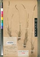 Image result for Sacciolepis chevalieri