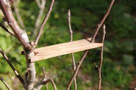 We did not find results for: Lessons From Apple Trees Riding The Pooka