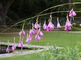 Image result for Dierama