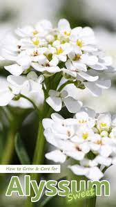 Pin On Beautiful Flowers