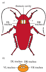 Cockroaches have the same body plan as other insects: Schematic Of The American Cockroach And The Four Main Thoracic Tracheal Download Scientific Diagram