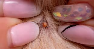 Image result for what do otodectes cynotis look like in dog fur