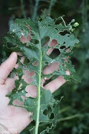 Yet, just like with how to get rid of ants, there's no need to find out how to kill them with. How To Get Rid Of Slugs In The Garden 8 Organic Control Methods