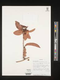 Image result for Acridocarpus chloropterus