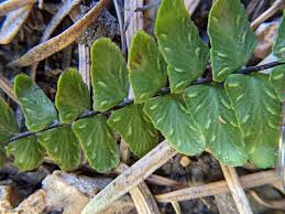 Image result for Asplenium cancellatum
