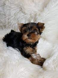 Teacup Yorkie For Sale In Tampa Fl Yorkie Puppies For Sale In Florida Buy Yorkie Puppies Tampa Fl Yorkie Puppy For Sale Yorkie Puppy Teacup Yorkie Puppy