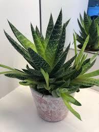 Outdoor light requirements aloe vera performs best in full sun, especially in cooler microclimates where fog or overcast skies are common. Ask A Question Forum Aloe Vera S Leaves Are Turning Light Green And Floppy Garden Org