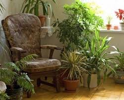 Identification can often be done through inspection of the plant and the growing. Avoiding Houseplant Issues Information To Keep Houseplants Looking Healthy
