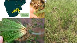 Image result for Bulbostylis contexta