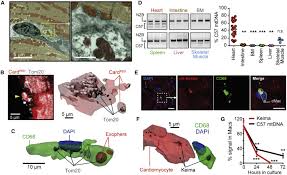 Maybe you would like to learn more about one of these? A Network Of Macrophages Supports Mitochondrial Homeostasis In The Heart Sciencedirect