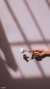 Download Premium Image Of Woman Holding A White Carnation Against A Pink Pink Walls Flower Aesthetic White Carnation The list is by no means complete, so if you cannot find a particular aesthetic on this list, feel free to write a short article and add it here. flower aesthetic