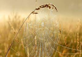 Spider Symbolism & Meaning (+Totem, Spirit & Omens) - World Birds