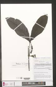 Image result for Trichostachys microcarpa