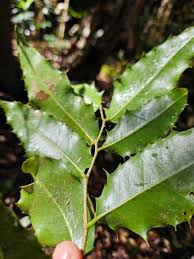 Image result for Drypetes