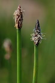 Image result for Eleocharis confervoides