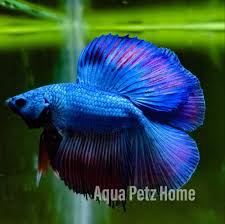 Aqua Petz Home Angamaly Fish Farming In Ernakulam Justdial