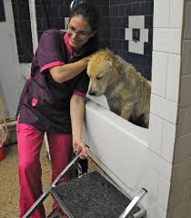 How big is the pet lodge pet resort? Dog Boarding Dog Training Fivestardogresort Com