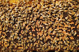 Nosema apis is also more common in the winter when bees cannot get outside to defecate regularly. Leadership Lessons From The Beehive