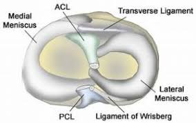 It rests between the upper and lower leg bones where they meet to form the knee joint. Knee Popping After Meniscus Surgery Centeno Schultz Clinic